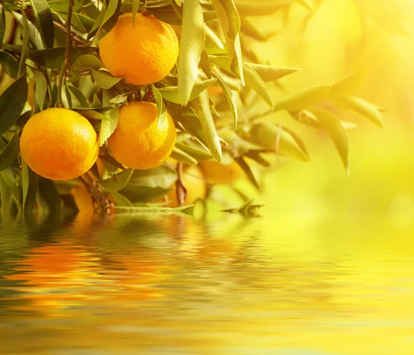 Tangerine soleado jardín —  Fotos de Stock