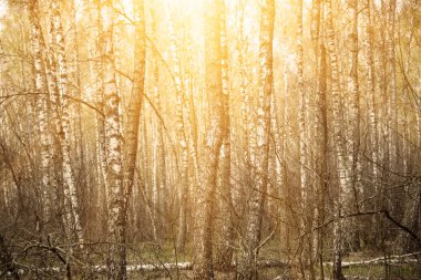 Bahar huş ağacı orman