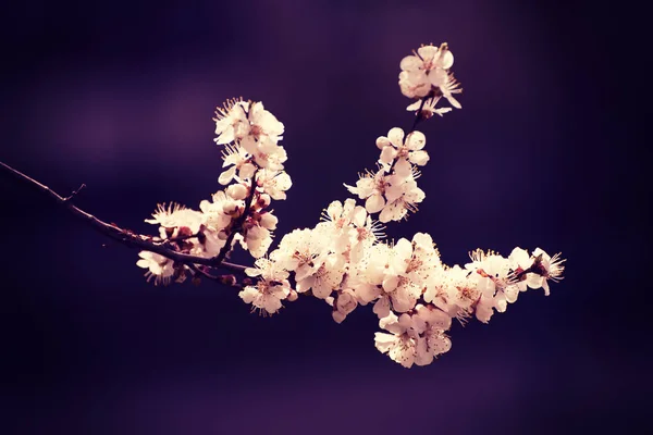Flor de albaricoque — Foto de Stock