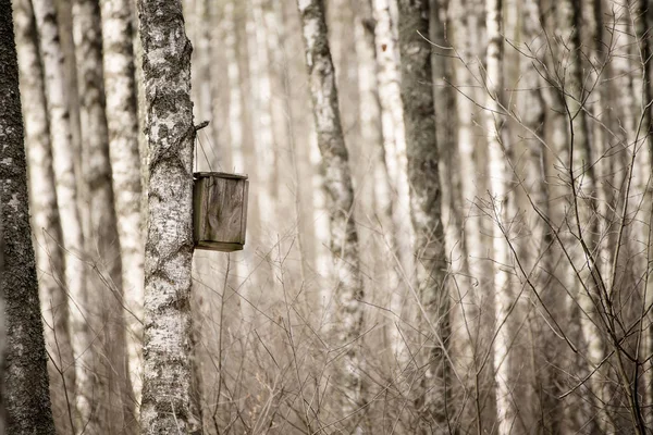 Nesting box in the forest — Stock Photo, Image