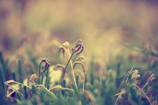 绿色的青苔宏 — 图库照片