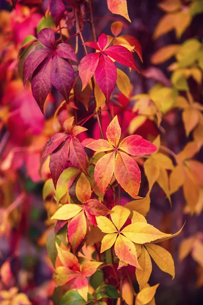 Wild grape red leaves — Stock Photo, Image