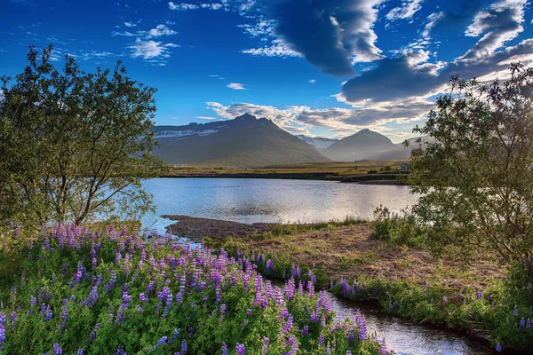 Lupine květiny na Islandu — Stock fotografie