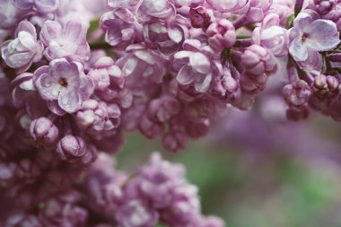 Leylak çiçekleri makro