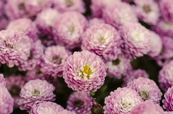 Crisantemo macro flores — Foto de Stock