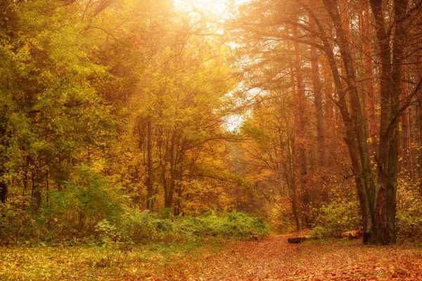 Herbstlich schöner Park — Stockfoto