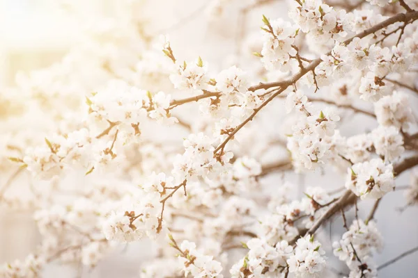 Albicocca albero fiore — Foto Stock
