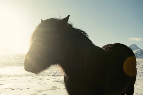 ノルウェーの日当たりの良い馬 — ストック写真