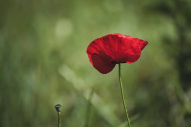 Kırmızı bahar gelinciği