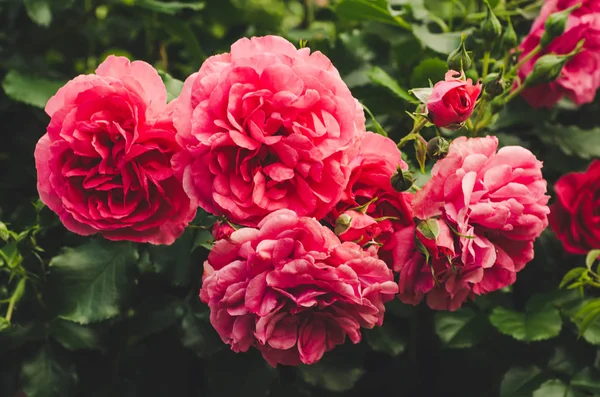 Rosa rosas jardim — Fotografia de Stock