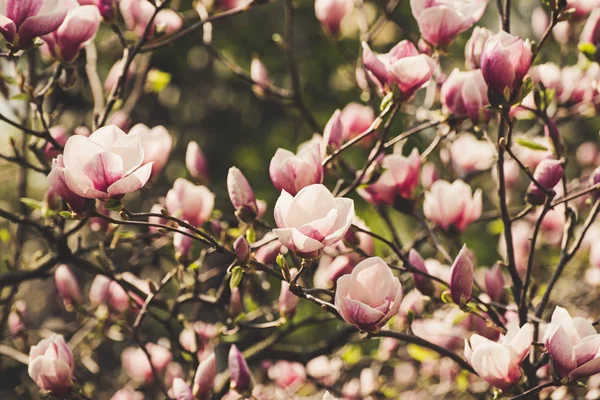 Magnolia fleurs de printemps — Photo