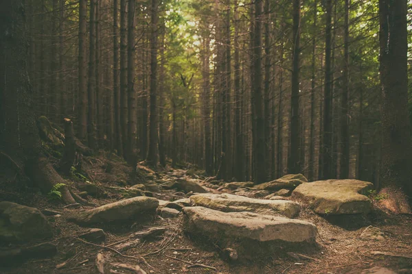 Nordskandinavisk skog – stockfoto