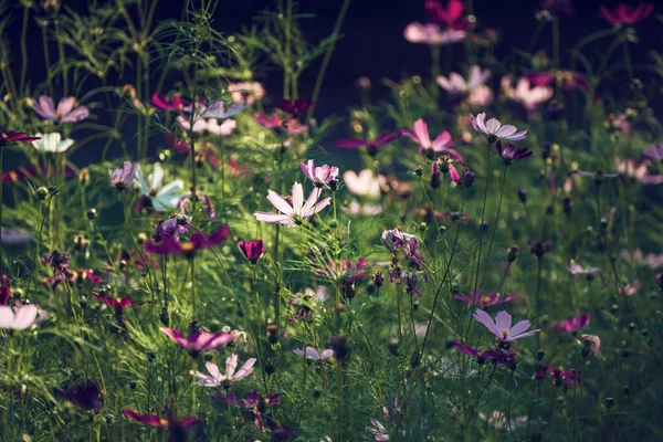 紫色の入札花 — ストック写真