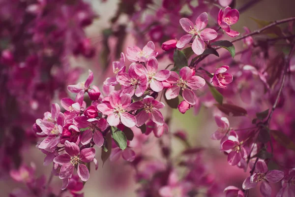 红苹果花 — 图库照片