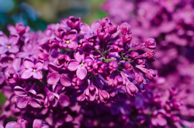 Leylak çiçekleri makro