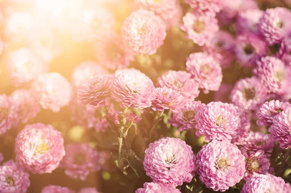 Chrysant macro bloemen — Stockfoto