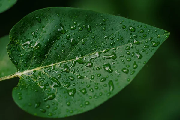 Macro folha verde — Fotografia de Stock