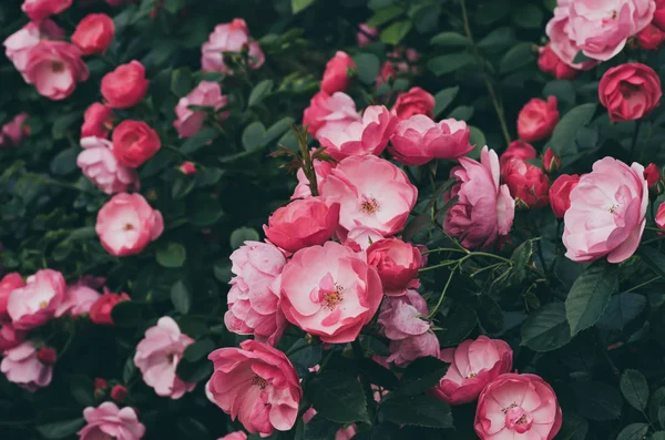 Pembe gül bahçesi — Stok fotoğraf