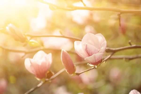 Magnolia kevätkukat — kuvapankkivalokuva