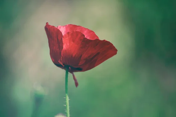 红春罂粟 — 图库照片