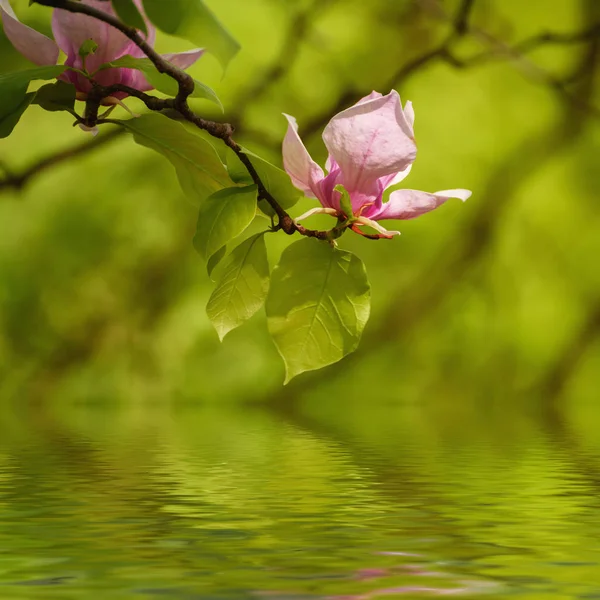マグノリアの春の花 — ストック写真