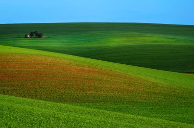 Kırsal ilkbahar manzarası
