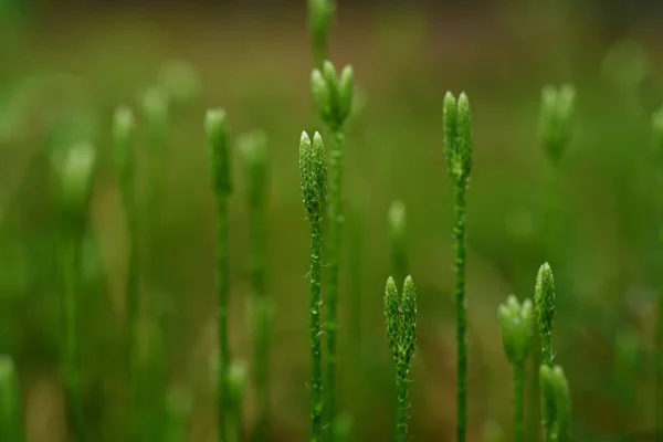 Staudenblättriges Clubmoos, Lycopodium clavatum — Stockfoto