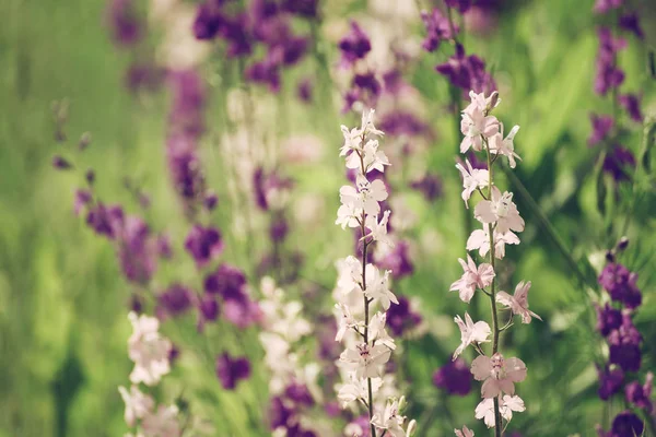 Viola fiori sfondo — Foto Stock