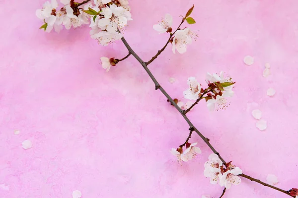 Fiori di albicocca su cemento — Foto Stock