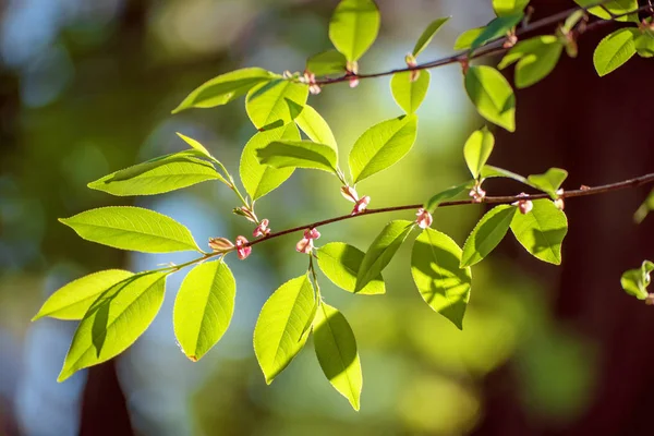 Sunny green leaves — Stock Photo, Image