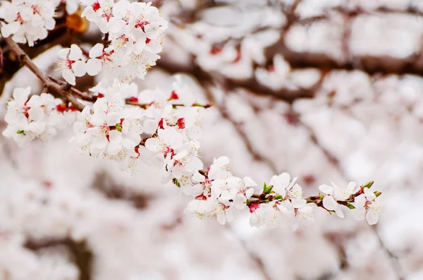 Apricot tree blossoms — Stock Photo, Image