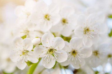 Kiraz bahar çiçekleri