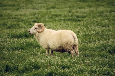 İzlanda 'da yeşil çayırlarda otlayan tek bir koyun.