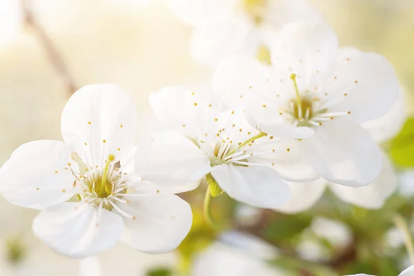 Flores de primavera de cereza —  Fotos de Stock