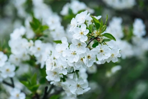 桜のフレーム — ストック写真