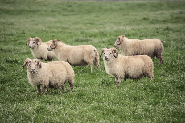 İzlanda 'da koyun otlatıyor. — Stok fotoğraf