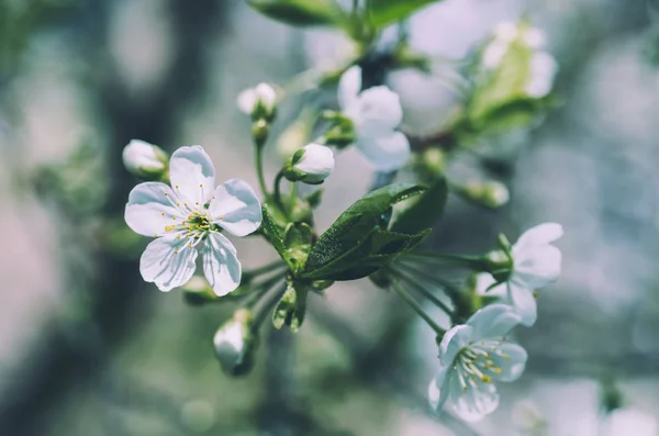 벚꽃 모양 — 스톡 사진