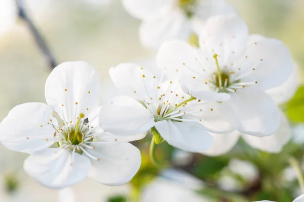 Cherry bunga musim semi — Stok Foto
