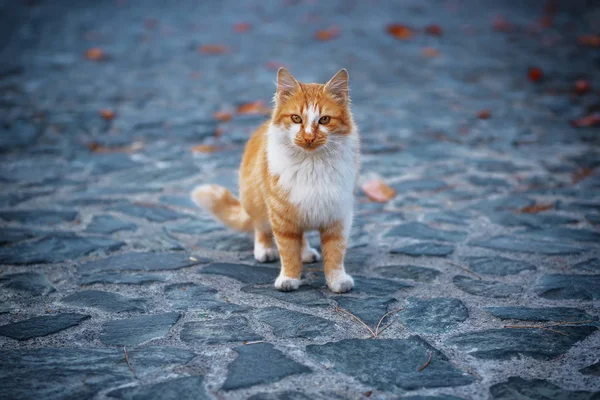 Портрет уличной кошки — стоковое фото