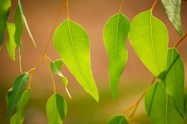 ユーカリの緑の葉 — ストック写真