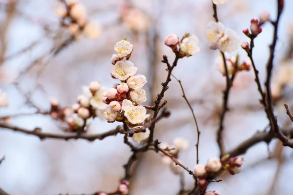 Λουλούδι Δέντρο Βερικοκιών Άνοιξη Εποχικότητα Floral Φόντο — Φωτογραφία Αρχείου
