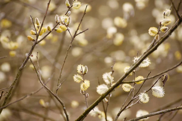 Blooming willow branch — Stock Photo, Image