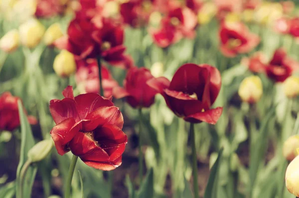 Rote schöne Tulpen — Stockfoto