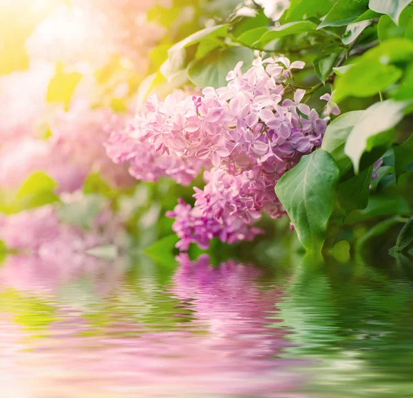 Leylak çiçekleri dalı — Stok fotoğraf