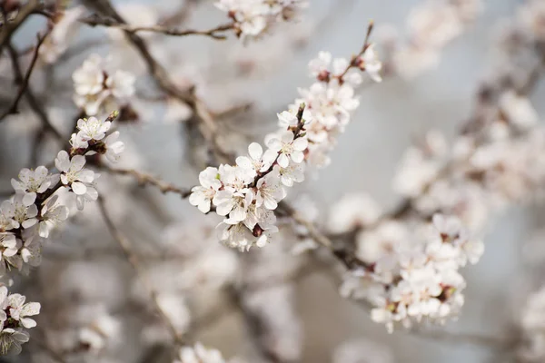 Flor de damasco — Fotografia de Stock