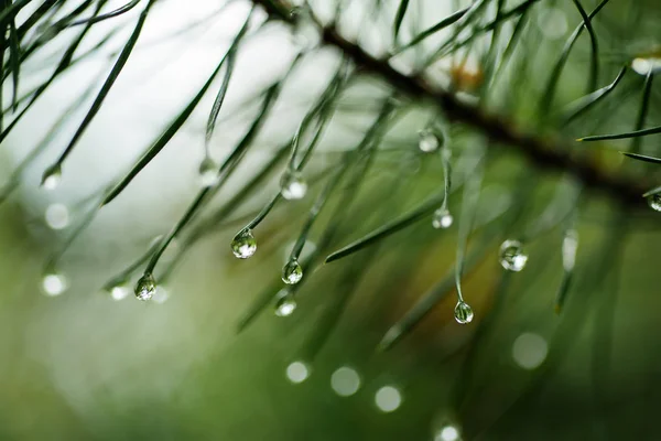 Natte pijnboom — Stockfoto