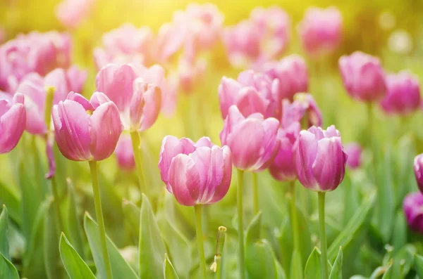Фиолетовые цветы тюльпана — стоковое фото