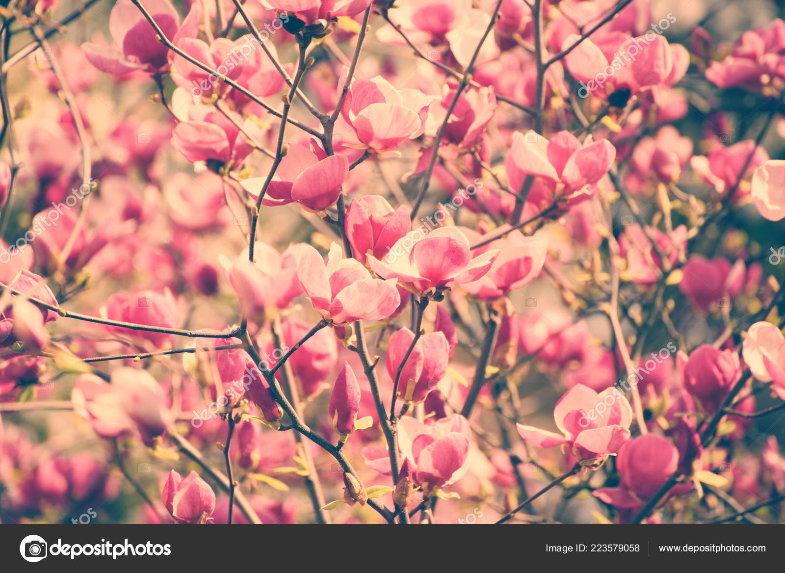 Magnolia flores de primavera: fotografía de stock © Roxana #223579058 |  Depositphotos