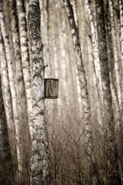Bahar huş ağacı orman Ağaçta asılı kuşlar için el yapımı ahşap iç içe geçmiş kutusuyla. Hayvanları Koruma ekoloji kavramı kopya alanı ile