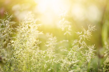 Doğal soyut güneşli arkaplan